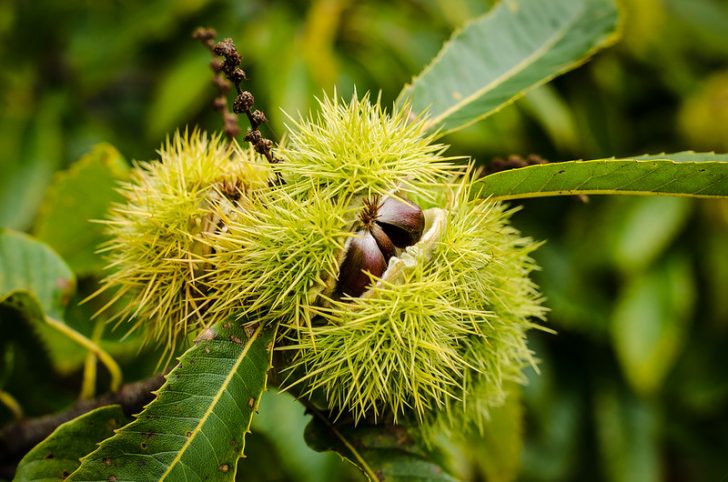 A spiky yellow outer husk opens to show chestnuts inside