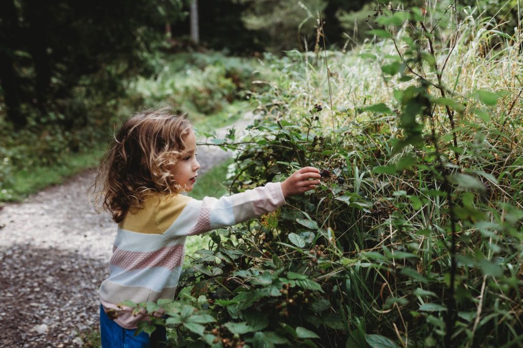 Young girl picking blackberries