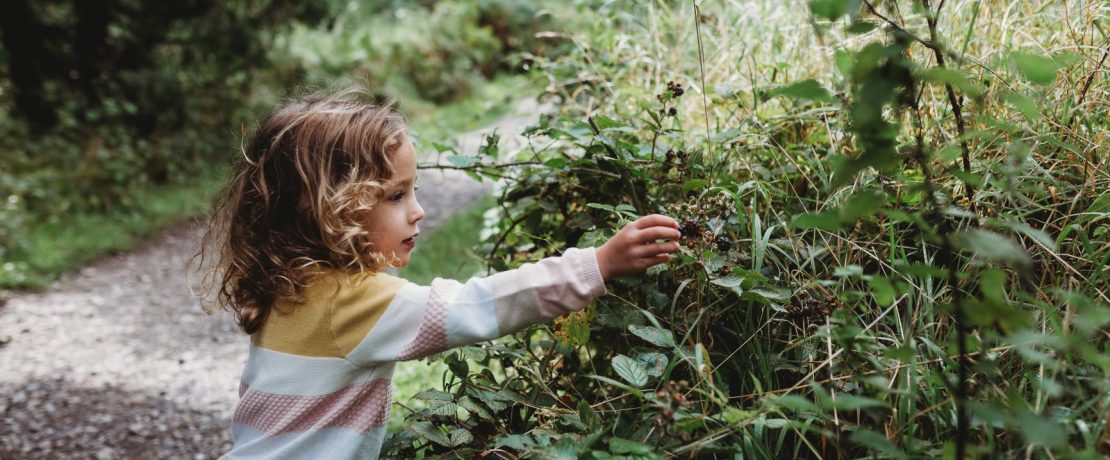 Young girl picking blackberries