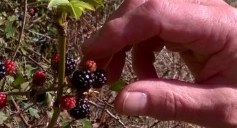 Hand picking blackberries