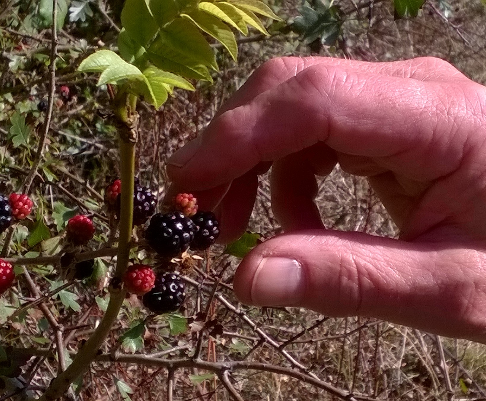 Hand picking blackberries