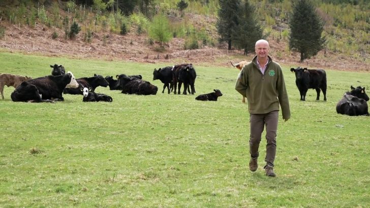 A farmer walking through a field of cows