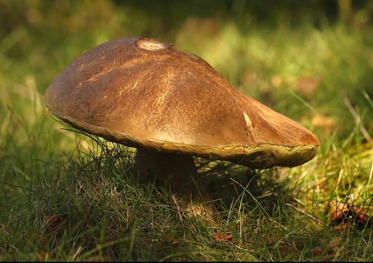 A mushroom with a brown top with a 'toasted' appearance