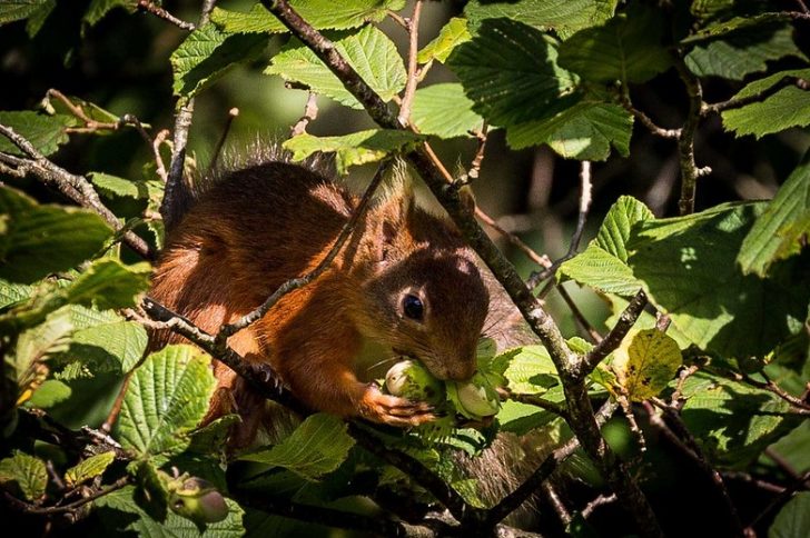A red squirrel in a tree holding a nut