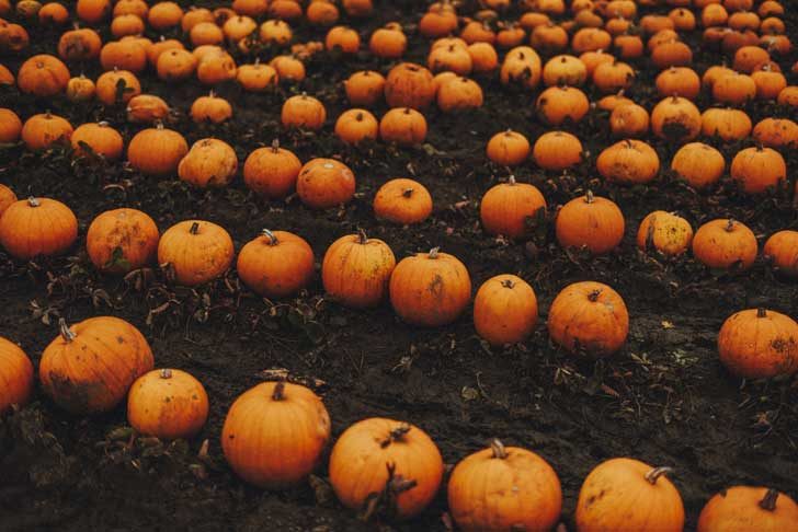 Rows of bright pumpkins in soil