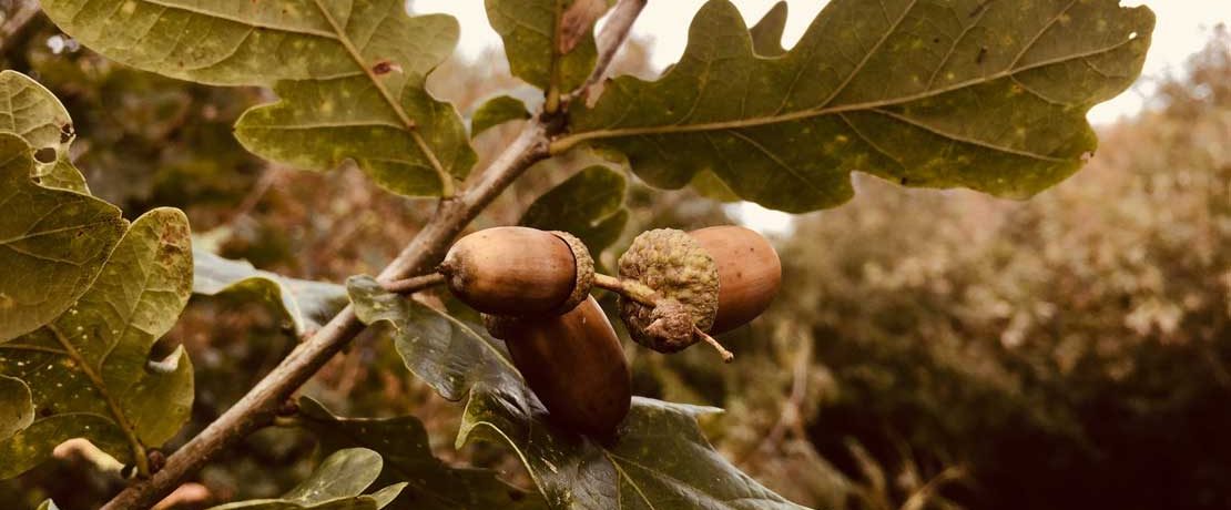 Acorns on a tree with brown leaves