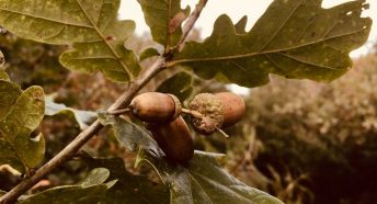 Acorns on a tree with brown leaves
