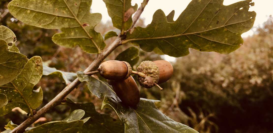 Acorns on a tree with brown leaves