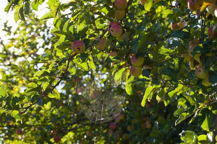 A cobweb glistening in autumnal sunshine in an tree laden with apples