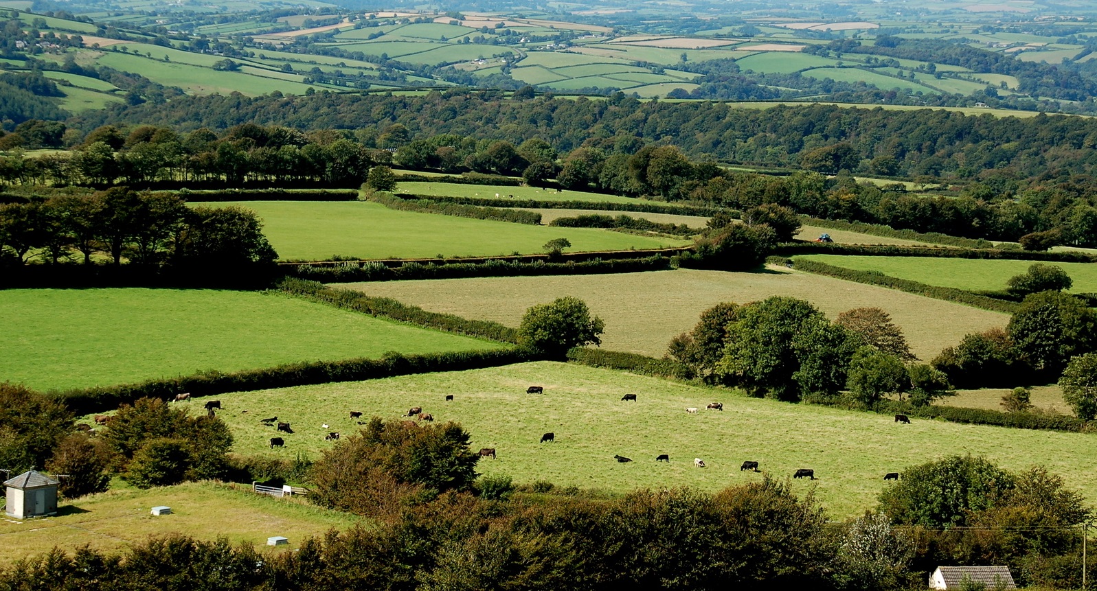 A view from the top of a hill over green patchwork fields and hedgerows with cows grazing and a line of woodland in the background