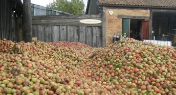 red and green apples piled up in a farm yard