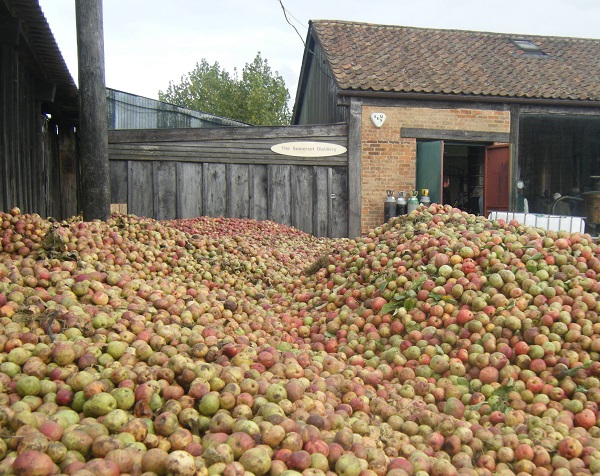 red and green apples piled up in a farm yard