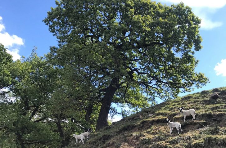 late spring lambs looking at the photographer from a steep, ridged hill with trees at the top