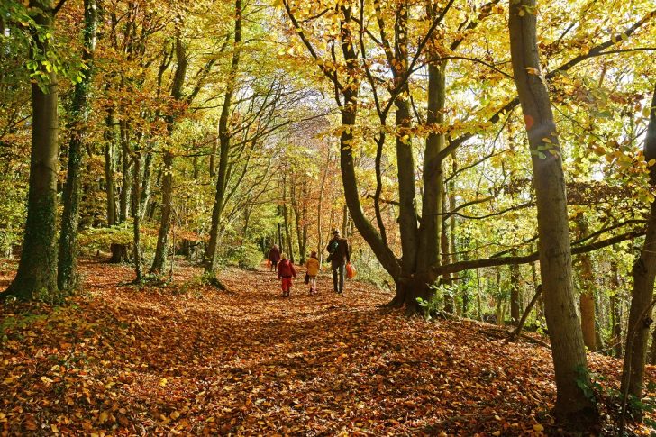 A family walking in woodland during autumn with leaves covering the ground