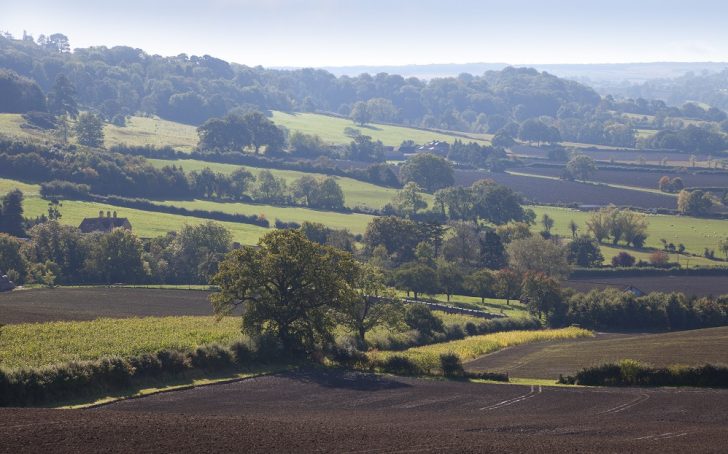 patchwork rolling fields surrounded by trees and hedgerows