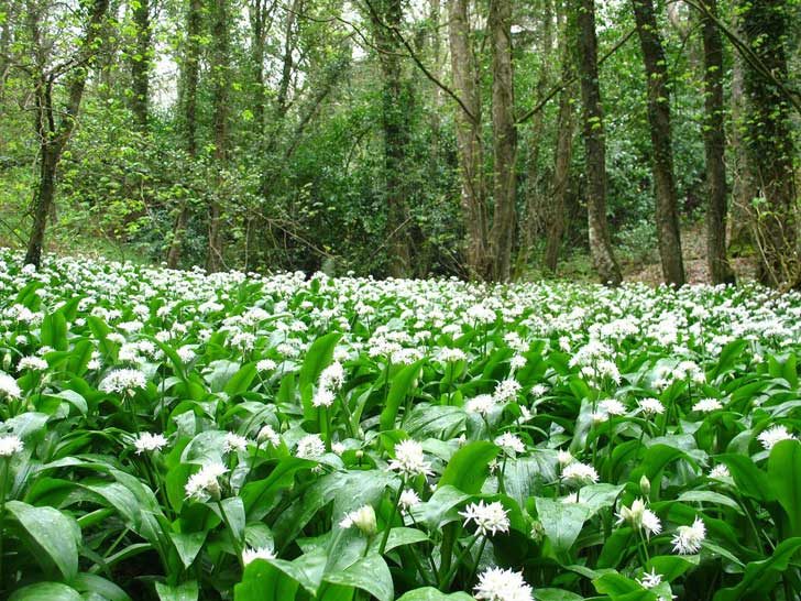 A sea of white flowers with dark green leaves on a woodland floor