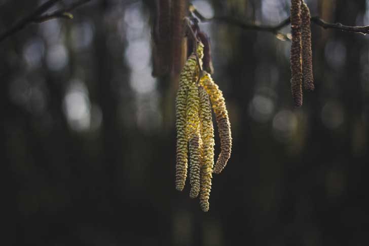 A feathery-looking long seed hanging from a tree