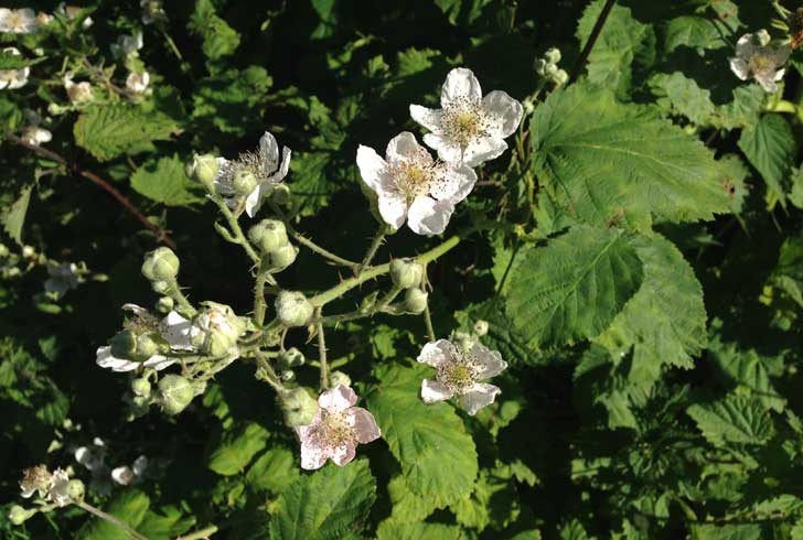 Small white flowers with pink stamen