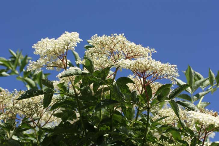 Clusters of small white flowers on a tree against a clear blue sky