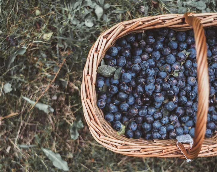 A basket of oval purple fruit