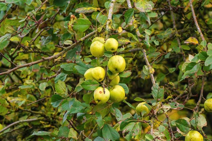 Small green apples hanging from a leafy branch