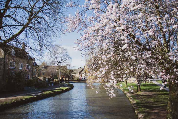 Trees with white blossoms beside a stream