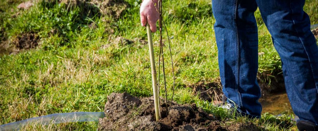 The legs of a man as he leans to plant a stake in the ground beside a tiny sapling