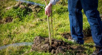 The legs of a man as he leans to plant a stake in the ground beside a tiny sapling