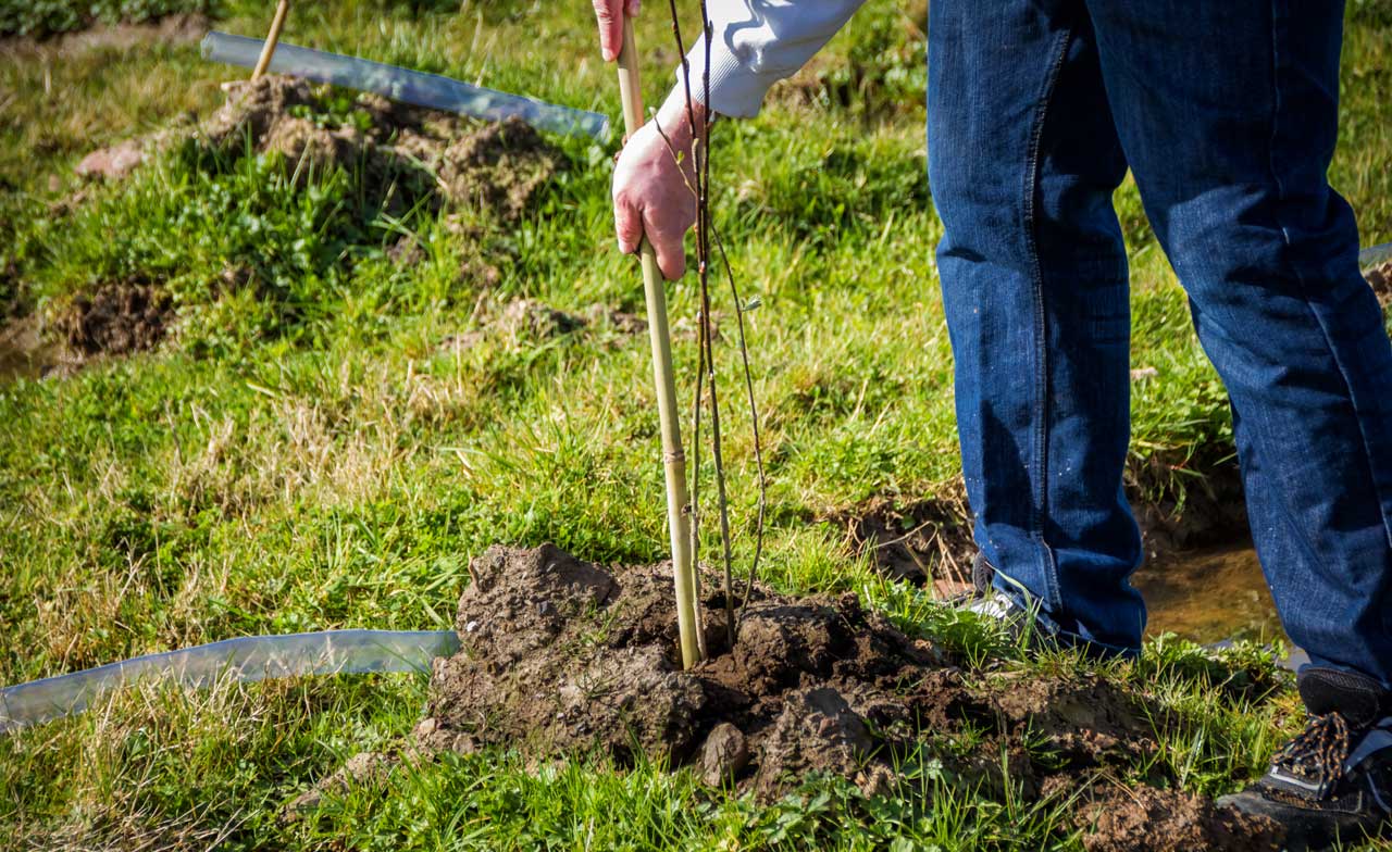 The legs of a man as he leans to plant a stake in the ground beside a tiny sapling