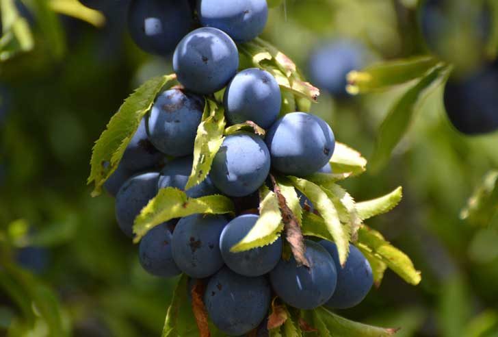 Purple-blue round, matte berries hanging off a branch