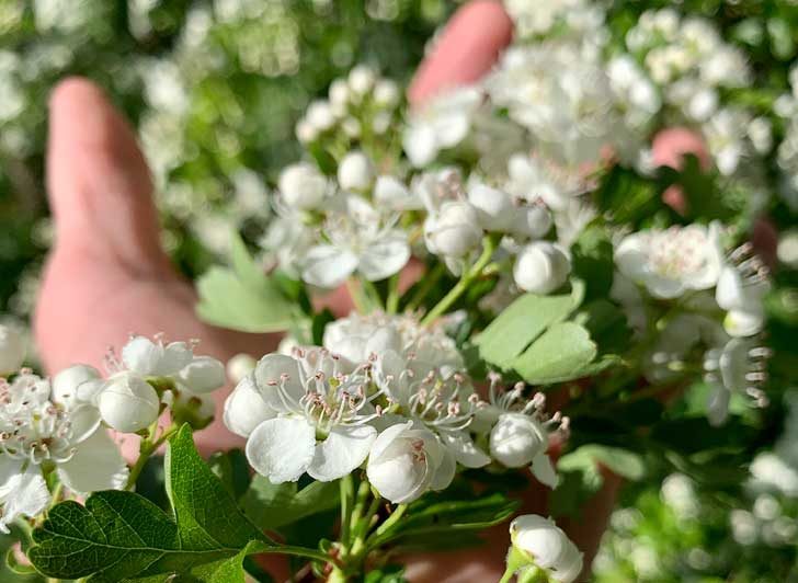 A hand cups a clutch of white flowers with round petals