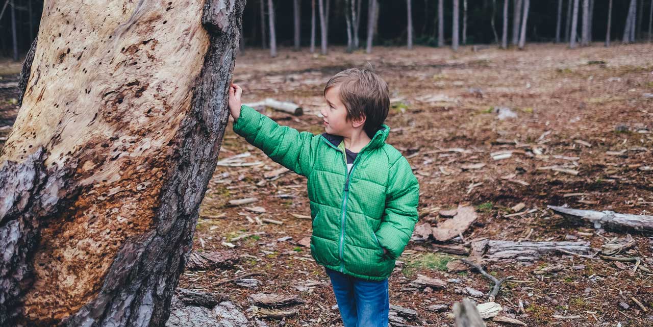 A small boy in a bright outdoor jacket touches tree bark