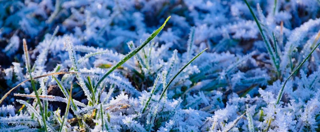 Green shoots of grass with frost crystals