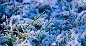 Green shoots of grass with frost crystals