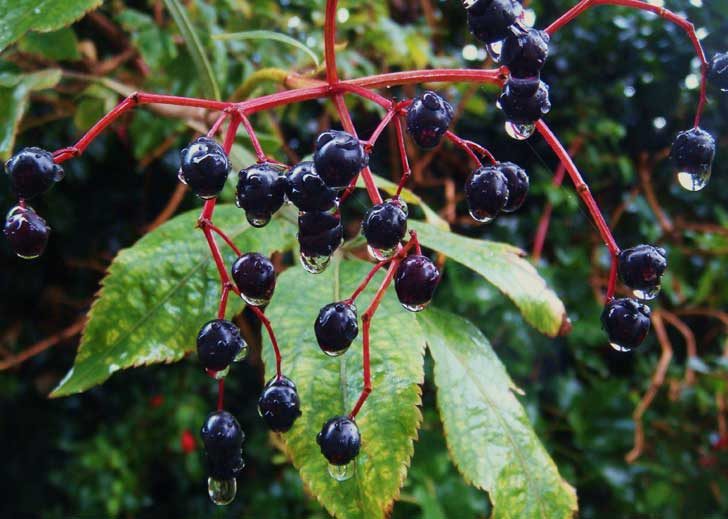 A cluster of dark berries on red branches