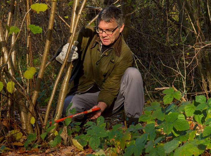 A main sawing stems from the base of an ash tree in woodland