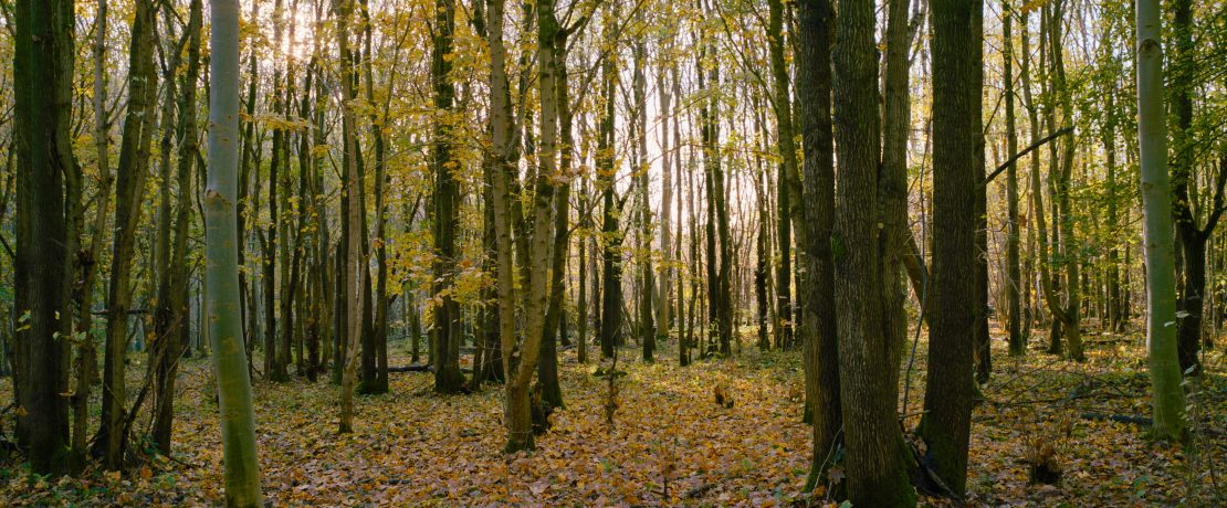 An ash and oak woodland in autumn with brown leaves on the ground