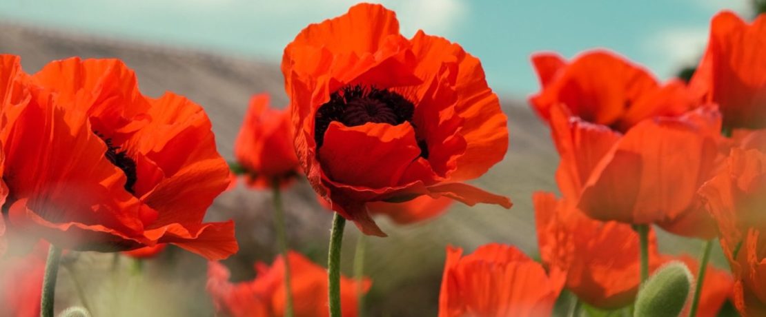 Poppies in a field