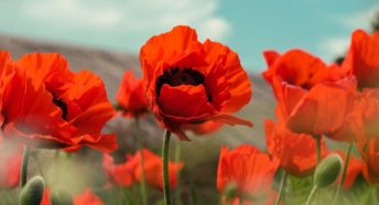 Poppies in a field