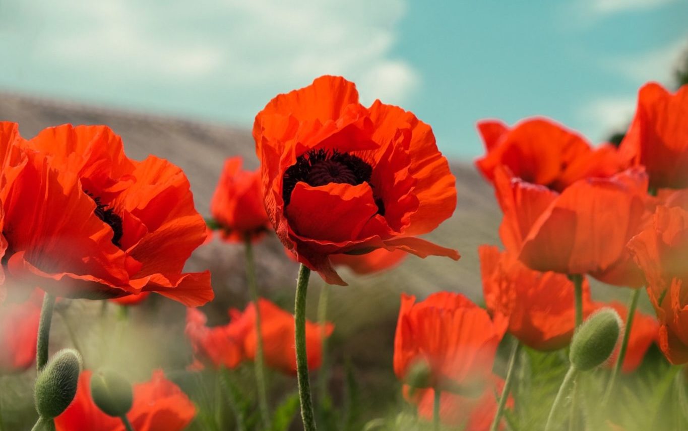 Poppies in a field