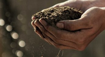 Cupped hands holding soil