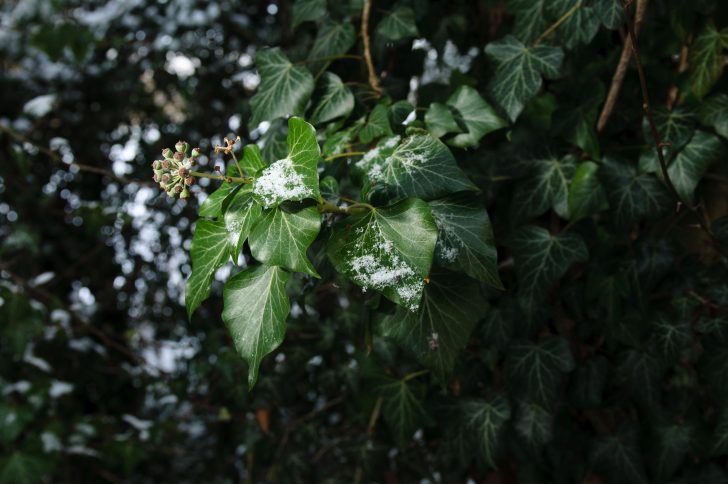 Snow on ivy leaves and berries