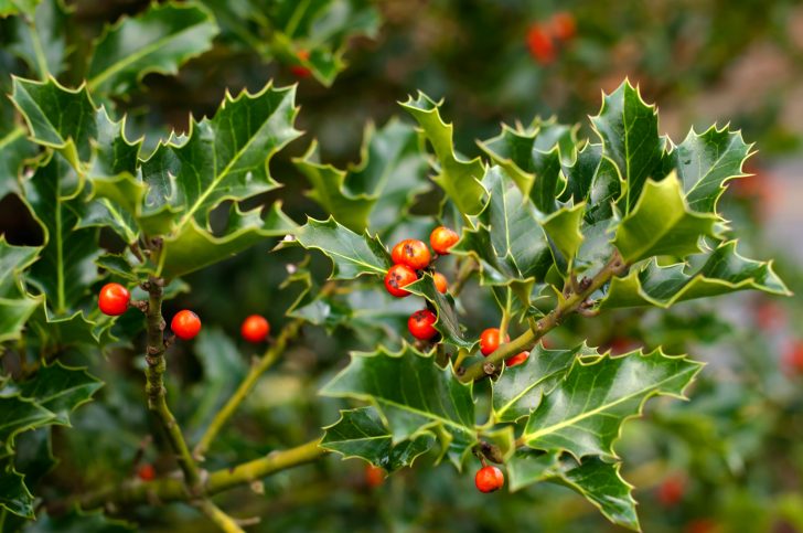 Holly with berries