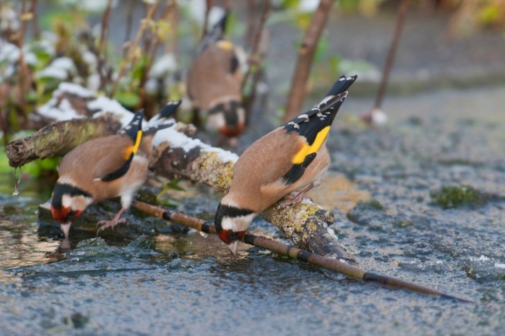 Goldfinches drinking from partly frozen pond