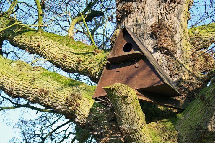 Triangular wooden owl nesting box in bare oak tree branches