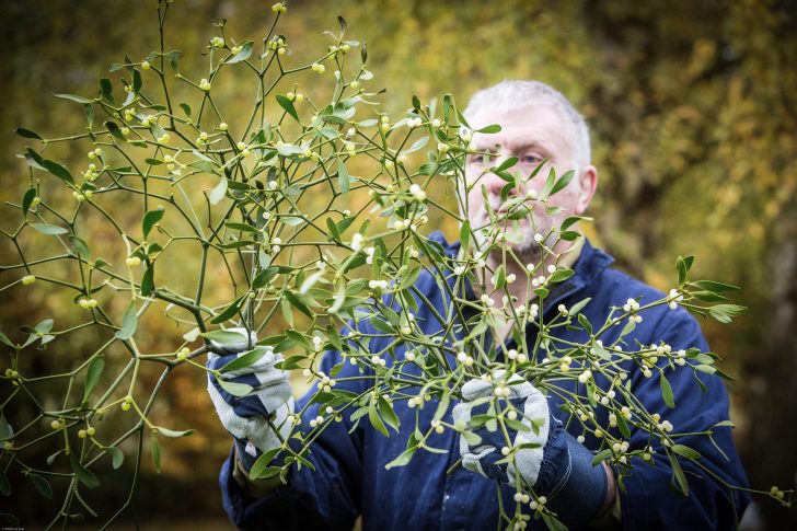 Man holding up large branch of miistletoe