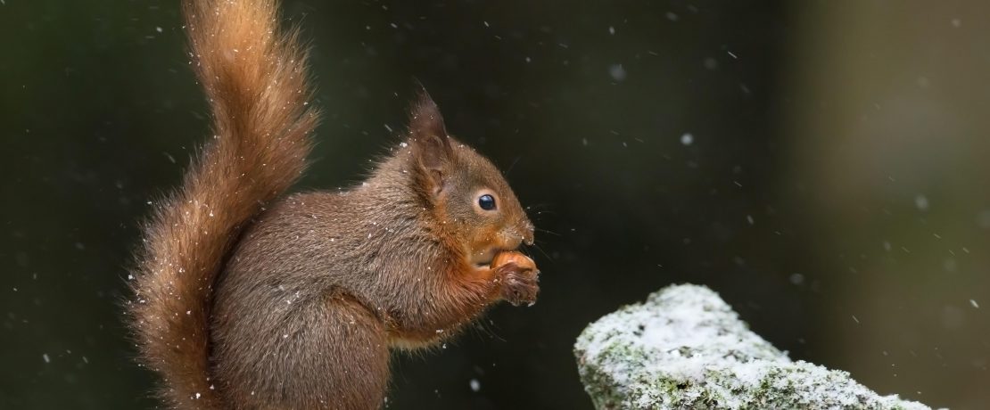 Red squirrel eating nut in snow