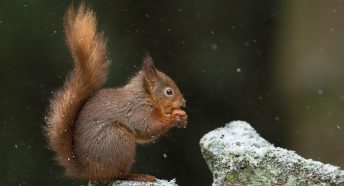 Red squirrel eating nut in snow