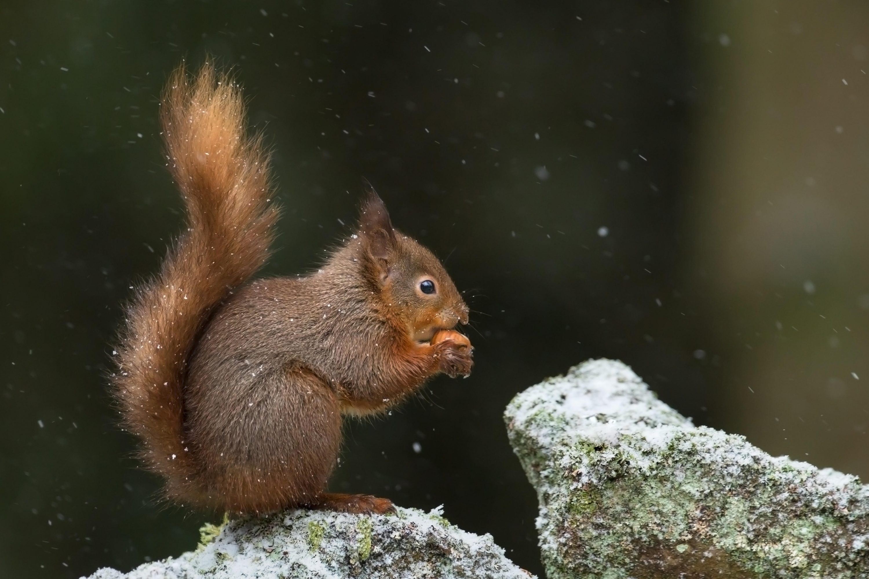 Helping wildlife through the winter - CPRE Helping wildlife through the winter - CPRE