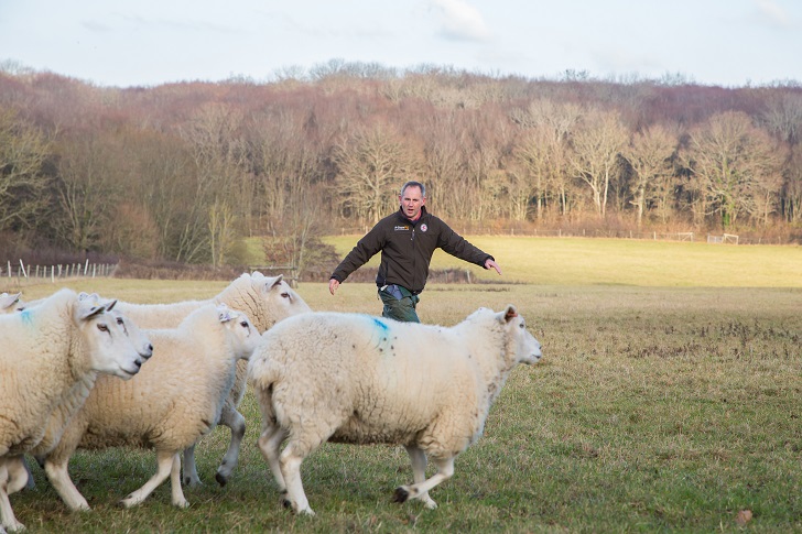a man moving a herd of sheep in a field surrounded by woodland